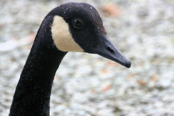 A close up of a Canada Goose