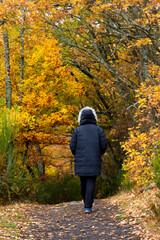 Fototapeta premium Unrecognizable woman walking in a thousand-year-old beech forest in autumn in the rain