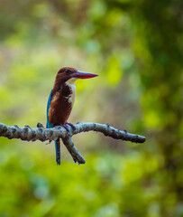 A beautiful kingfisher
