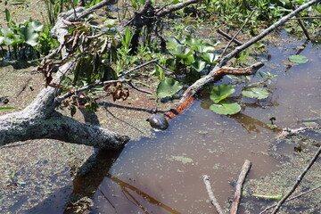 Turtle on log in Wetland