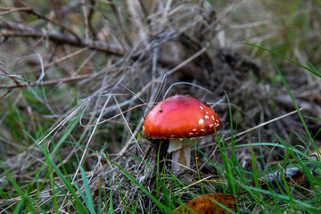 The danger of splendor and beauty of Amanita muscaria