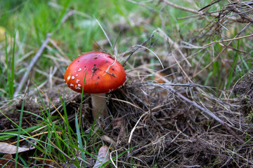 The danger of splendor and beauty of Amanita muscaria