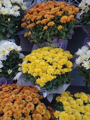 Fototapeta na wymiar white orange yellow chrysanthemums growing in pots