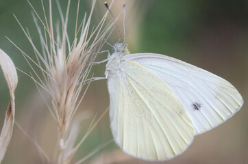 Butterfly on a spikelet of wheat