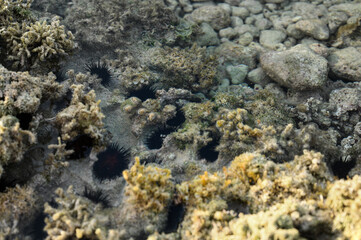 sea urchins animals at low tide ocean