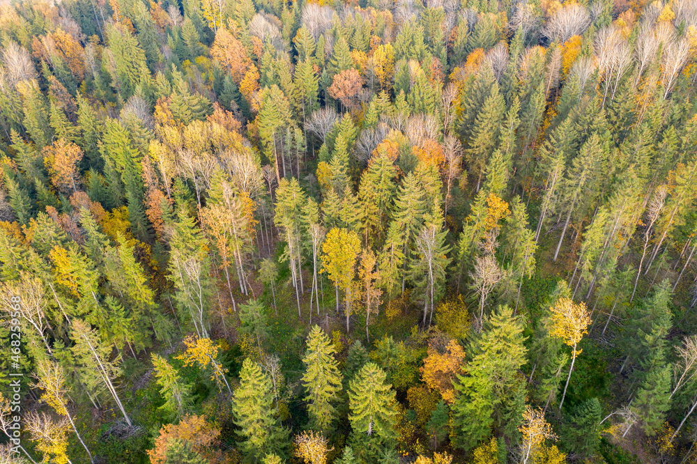 Wall mural Aerial drone view over autumn forest.