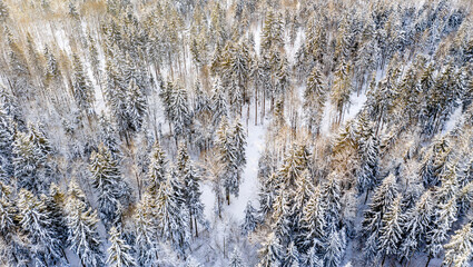 Drone shot flying on winter forest,  aerial bird-eye view