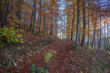 Beautiful Autumnforest in wonderful colors