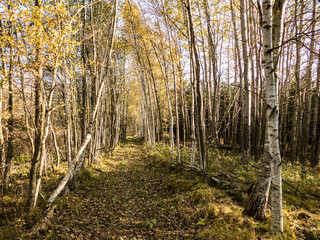 autumn forest in czech landscape