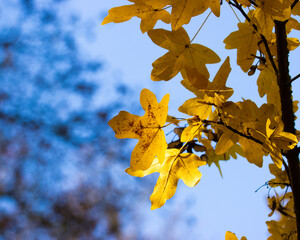autumn leaves on the tree