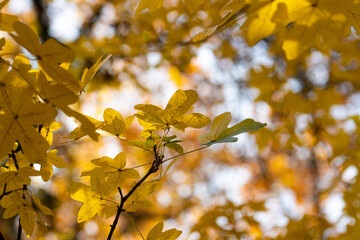 autumn leaves on the tree