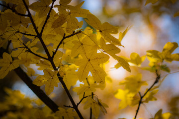 autumn leaves on the tree