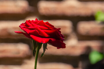 A red rose bud on a blurred brick wall background and two green leaves.