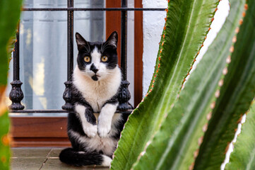 A black-and-white cat with yellow eyes sits on the windowsill outside the window, keep its paws on the lattice bar, looks ahead, in the foreground the leaves of a large cactus are out of focus