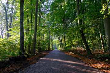Morning light falls on a forest road