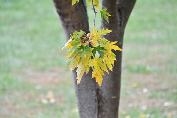 Autumn Leaves