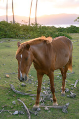 brown mustang in coconut palms at evening