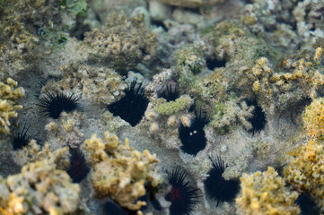 ocean animal sea urchins in sweet water