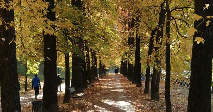 Autumn trees with leaves falling and people walking at the bottom. - Turin Piedmont Italy