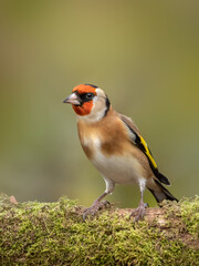 Adult Goldfinch, Carduelis carduelis, perched on mossy branch  - Essex, UK, October 2021