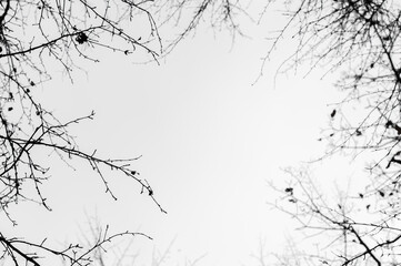 Black and white image of branches without leaves on a background of the sky. Bottom view.