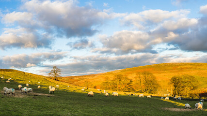 Fototapeta premium Sheep graze in front of Cheeks Hill