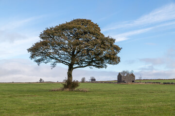 Derelict building behind a lone tree
