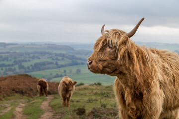Highland cow trio at Baslow Edge - obrazy, fototapety, plakaty