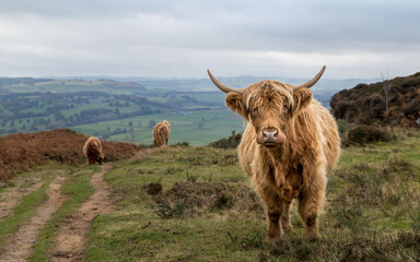 Highland cattle at Baslow Edge - obrazy, fototapety, plakaty