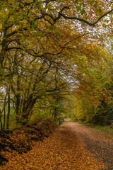 Autumn colours on the Monsal Trail