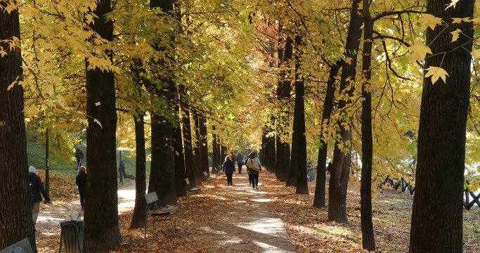 People walking under yellow trees in autumn while leaves falling down and sun trepassing the foliage. - Turin, Piedmont, Italy.