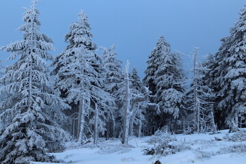 Fototapeta na wymiar Winter auf dem Brocken mit schneebedeckten Bäumen