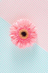Pink Flower Gerber on pastel squared background. Stylish flat lay. Minimal concept.