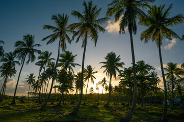 exotic palm trees wood at sunrise horizontal photo