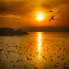 Sea and seagulls in sunset view. Stock photo.