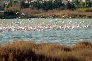 flamingo photography in water