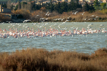 flamingo photography in water