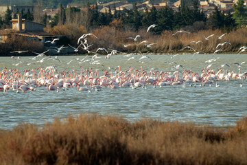 flamingo photography in water