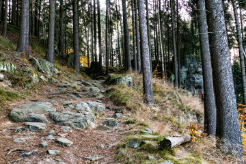 autumn forest in czech landscape