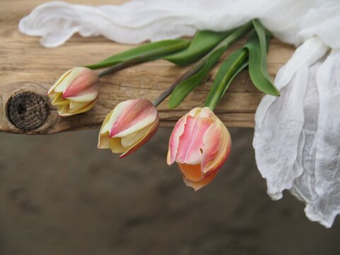 Delicate yellow-pink tulips on a wooden table with a napkin on a blurry gray background, copy space. Floral romantic picture for invitation design, greeting card, banner and wallpaper