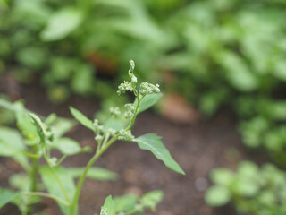 Grass garden orach with seeds in the garden, selective focus. Medicinal plant atriplex hortensis for use in dietary and vegetarian nutrition, natural gluten-free food