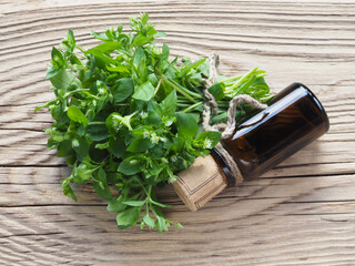 Fresh green common chickweed with white flowers, juice, tincture in a bottle on a wooden table, flat layout. Useful stellaria media for use in cooking, herbal medicine, homeopathy and cosmetology