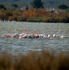 flamingo photography in water