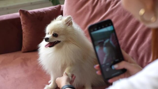 Close-up view from back of unrecognizable young redhead woman taking photo using smartphone to cute white small Spitz pet dog, holds dog paw in hand on comfortable sofa. Tracking shot in slow motion.