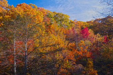 Fototapeta premium 日本の秋の風景