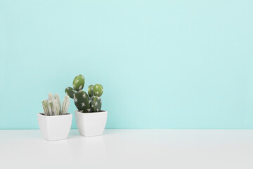 cactus pot on blue wall
