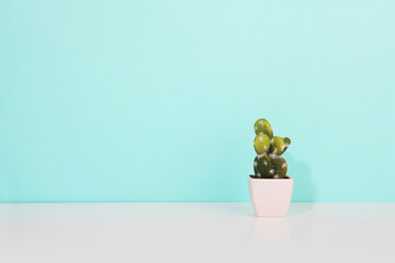 cactus pot on blue wall