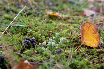 Cladonia asahinae,  pixie cup lichen, Asahina's cup lichen, moss, lichen