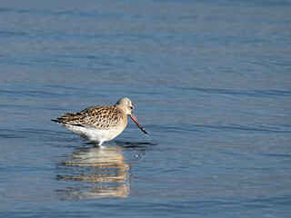 Obraz premium Nahaufnahme einer Pfuhlschnepfe, Limosa lapponica, im Schlichtkleid im Limfjord in Dänemark