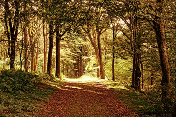 Weg durch einen Wald in der dänischen Tved Klitplantage
